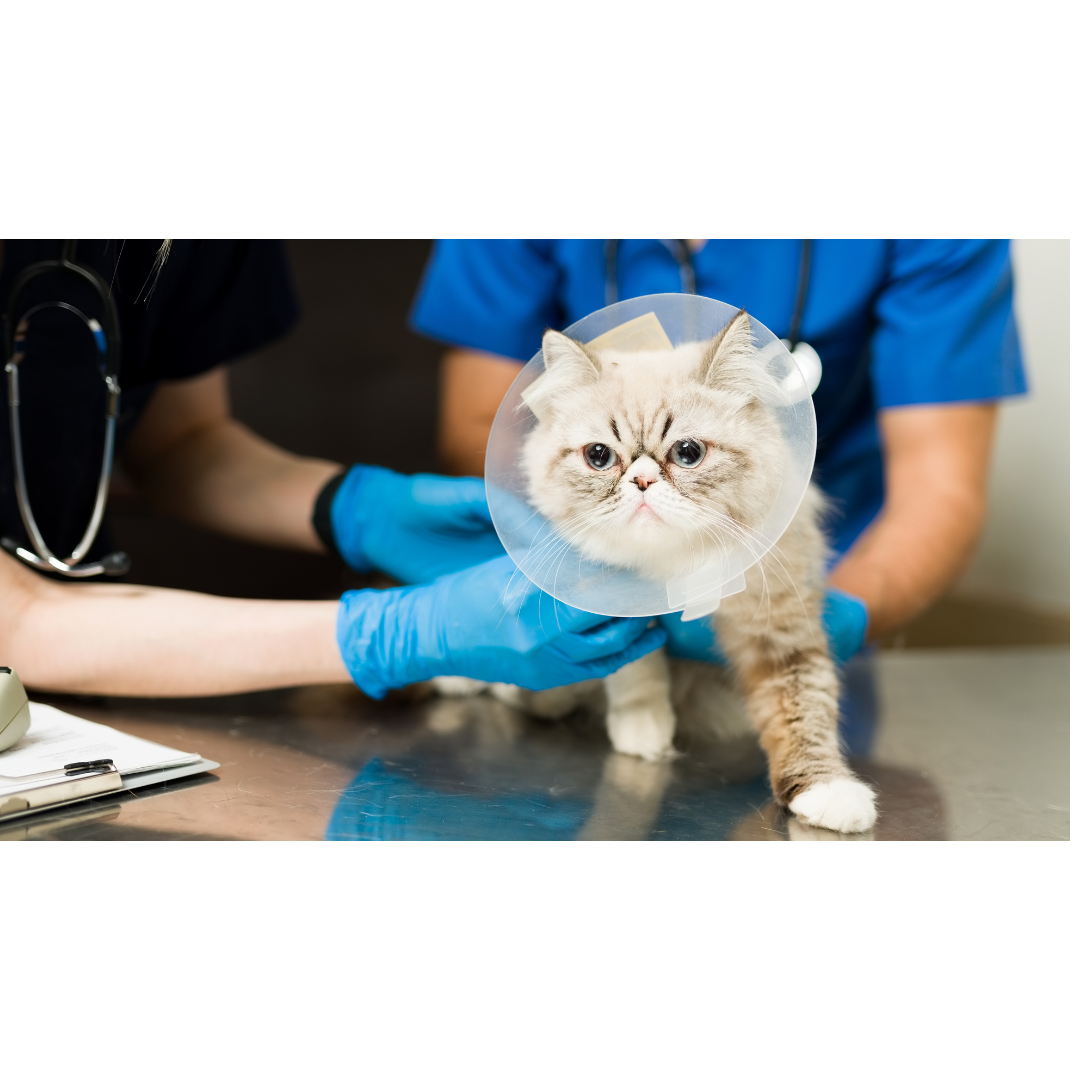 National Bring Your Cat to the Vet Day: Why Your Cat Requires Regular Check-ups